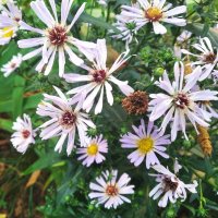 ***** :: Елена Семигина