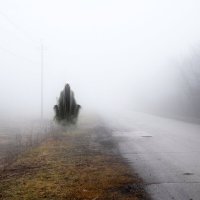 У поганых болот чьи-то тени встают... :: Андрей Заломленков