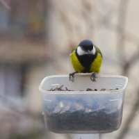 Синичка большая, самец... :: Юрий Куликов