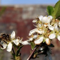 Весенние хлопоты. :: nadyasilyuk Вознюк