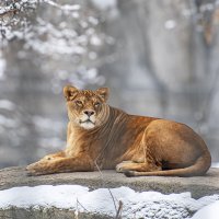 Львица Найтирия. :: Михаил Измайлов