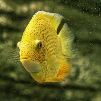 Аквариумные рыбки :: Михаил Измайлов