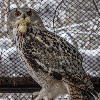 Новосибирский зоопарк имени Р.А. Шило :: Михаил Измайлов