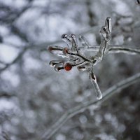 Веточка во льду :: Ирэн