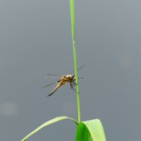 Пропетое лето :: Вячеслав Алтай