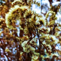 Зимний сон :: Hope 