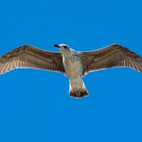 ** :: Виталий Емельянов