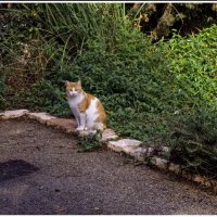 Рыжик :: ujgcvbif