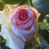 ..увядающая роза... :: galalog galalog