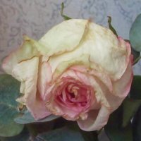 увядающая роза... :: galalog galalog