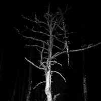 «И лес заколдованный этот…» :: Юрий 