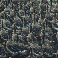 Гусиная армада :: Сергей В