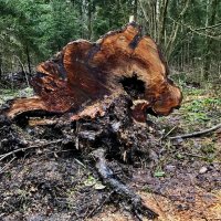 Колоритный спил. :: Любовь 