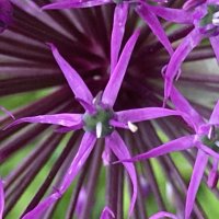 Лук :: Ольга Савельева