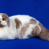 Шотландская вислоухая (хайленд-фолд) :: Светлана Ищенко