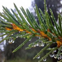 *** :: Андрей Л. В.