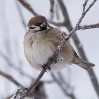 *** :: Виктор Иванович Чернюк