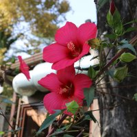 Суданская роза :: Ольга 