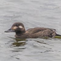 турпан. :: юрий макаров