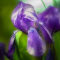 Ирис :: Олег Загорулько