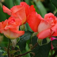 Зимой о цветах. :: Милешкин Владимир Алексеевич 