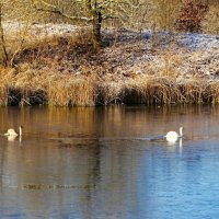 Лебеди на озере. :: Милешкин Владимир Алексеевич 