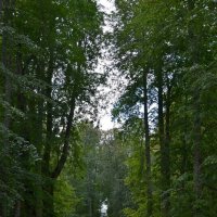 ПЕТРОВСКОЕ, вотчина Ганнибалов. :: Виктор Осипчук