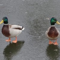 По первому ледку :: Рита Симонова