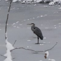 По первому ледку :: Рита Симонова