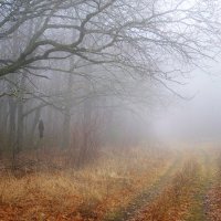 А дубы-колдуны что-то шепчут в тумане... :: Андрей Заломленков