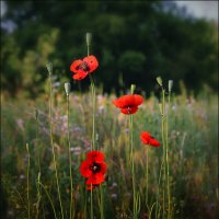 Маки. :: Александр 