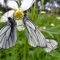Драка за цветок. :: nadyasilyuk Вознюк
