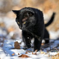 Уголёк ... :: Евгений Хвальчев Уголёк ... :: Евгений Хвальчев