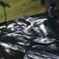 Чайка :: Наталия Григорьева