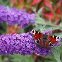 Бабочка на  кусте будлеи :: елена беликова