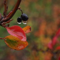 ...осенних дней примета... :: Всеволод 