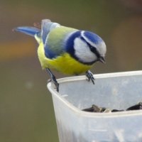 Лазоревка № 1.. :: Юрий Куликов