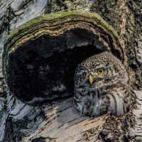 Под крышей дома своего. :: Nik Lovec