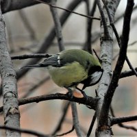 Декабрь :: Венера Чуйкова