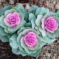 В декабре не пусто, выросла капуста. :: Александр Чеботарь