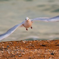 **** :: Виталий Емельянов