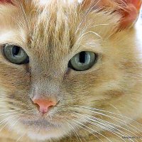 маленькие радости :: Олег Лукьянов маленькие радости :: Олег Лукьянов