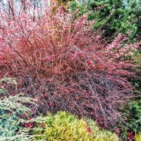 Барбарис :: Veera V Барбарис :: Veera V