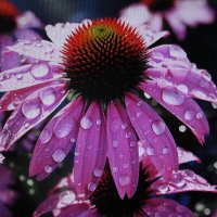 После дождя :: Людмила Смородинская