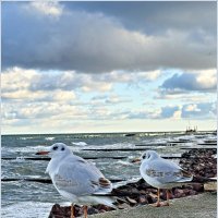 Чайки. :: Валерия Комова Чайки. :: Валерия Комова