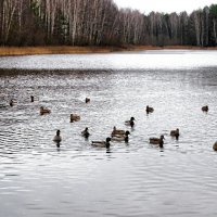 Утки на озере. :: Милешкин Владимир Алексеевич Утки на озере. :: Милешкин Владимир Алексеевич