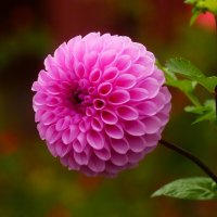 Доброе утро :: Юрий. Шмаков