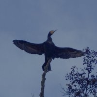Баклан в городе :: Рита Симонова
