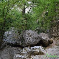 Природа Крыма :: Amazing Cosmea