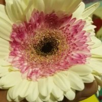 114 (195) :: CLOSE WAYS ALL